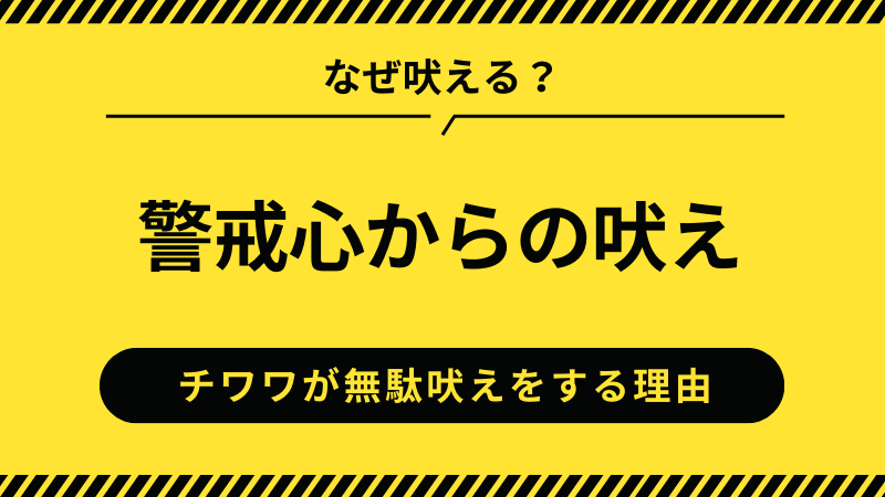 チワワの警戒心からの吠え