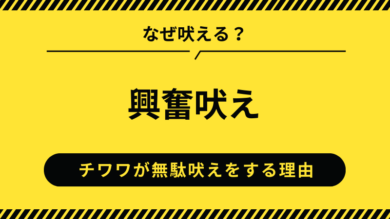 チワワの興奮吠え