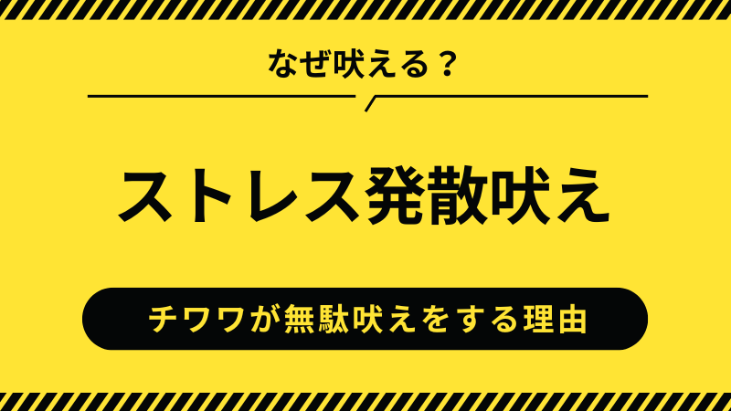 チワワのストレス発散吠え