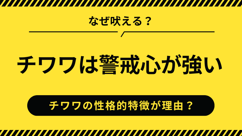 チワワは警戒心が強い