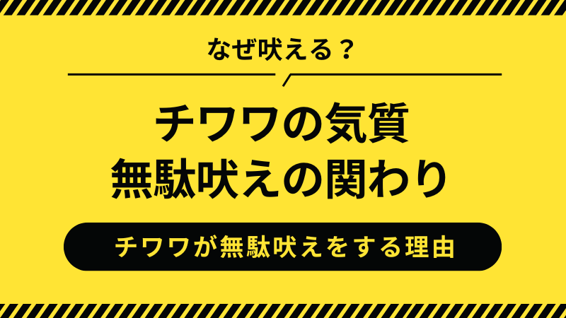 チワワの気質と無駄吠えの関わり