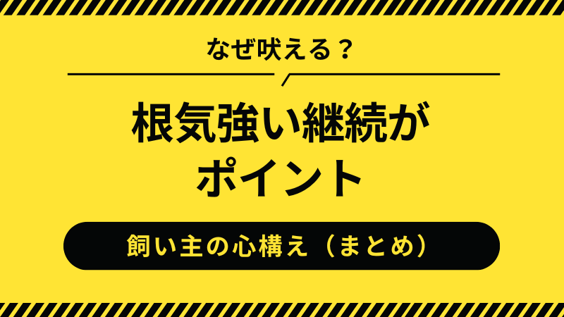 チワワの無駄吠えを防ぐため根気強い継続がポイント（まとめ）