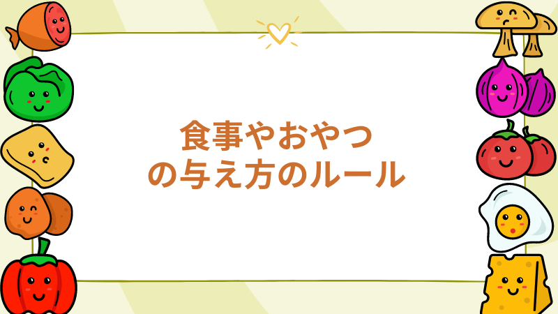 チワワの食事やおやつの与え方のルール