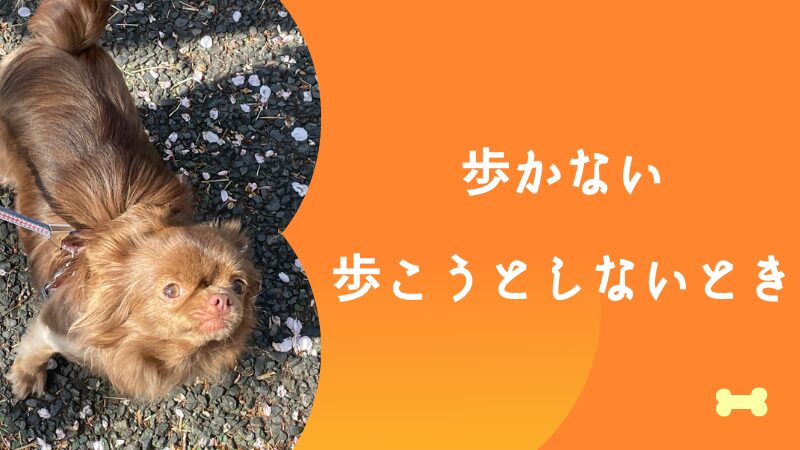 チワワが歩かない歩こうとしないとき