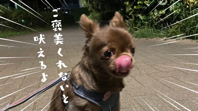 チワワ(犬)が朝早く吠える6つの原因