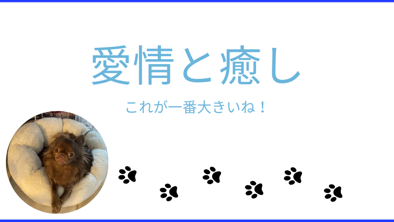 犬を飼うことで得られる「愛情と癒し」