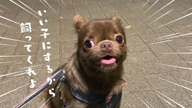 いい子（犬）にするから飼ってね